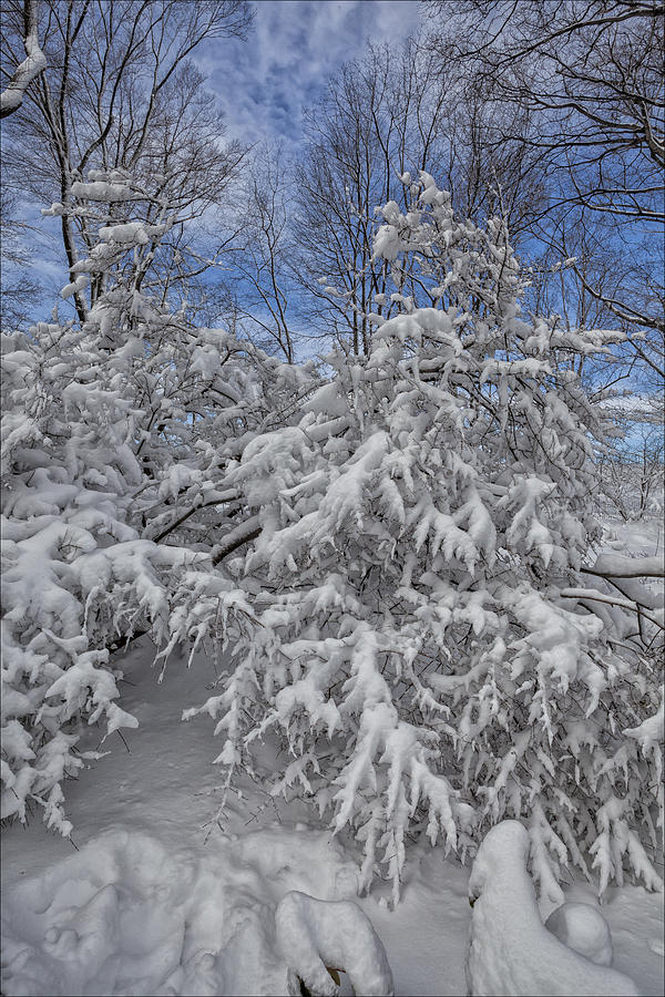 Branches and Snow #10 Photograph by Robert Ullmann