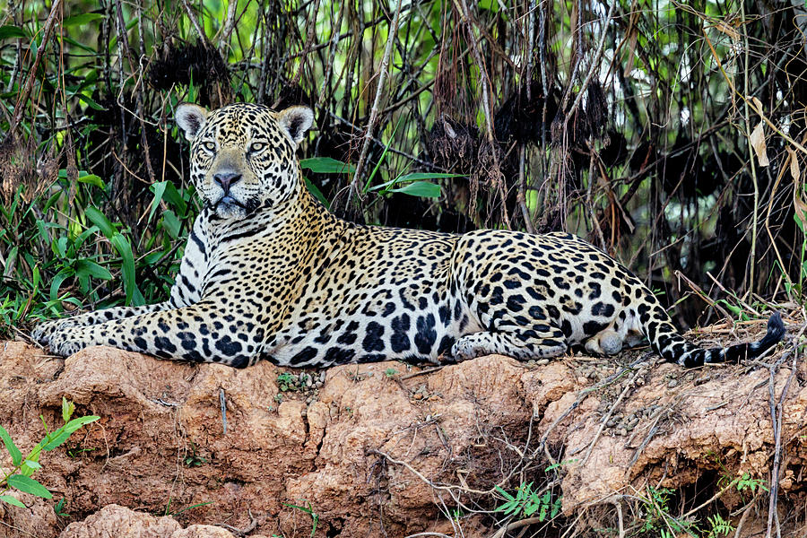 Brazil Mato Grosso The Pantanal Photograph By Ellen Goff Pixels