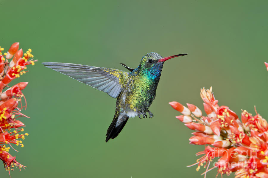 Hummingbird Photograph - Broad-billed Hummingbird #10 by Anthony Mercieca