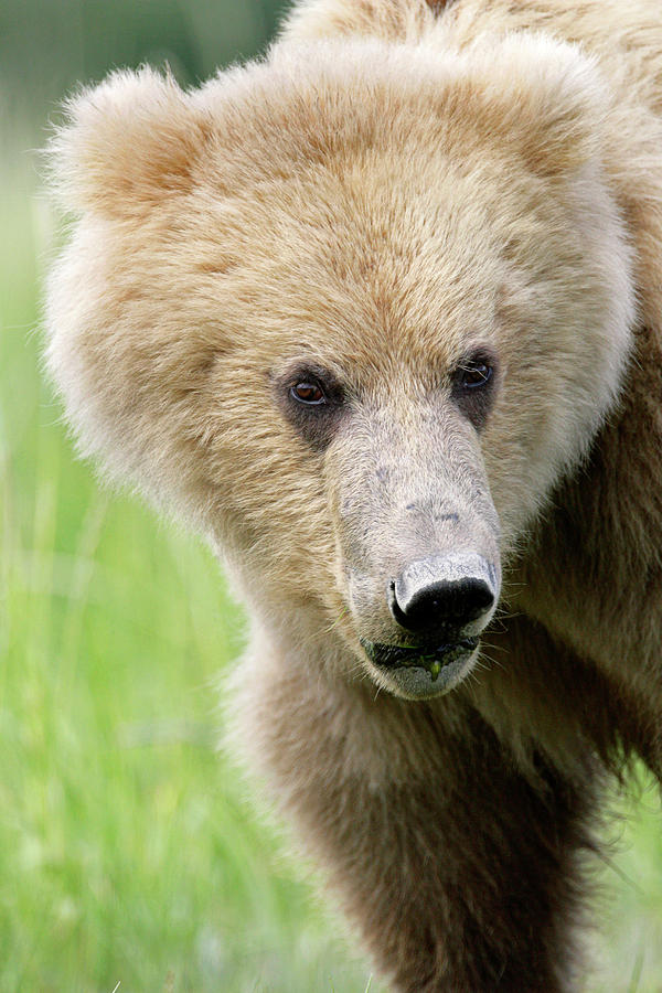 Katmai National Park Photograph - Brown Bear #10 by Manuel Presti/science Photo Library