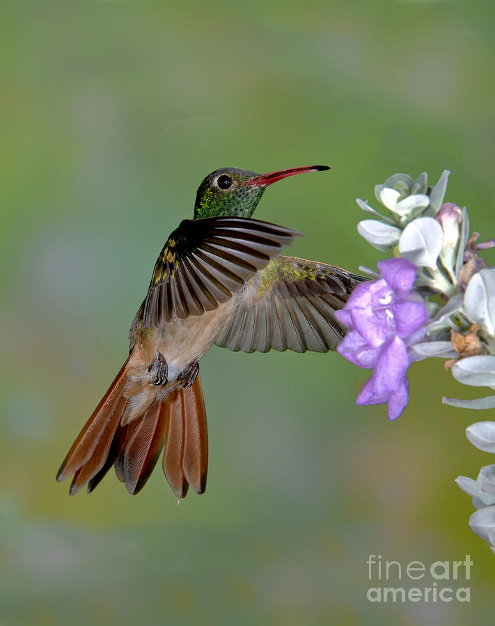 Hummingbird Photograph - Buff-bellied Hummingbird #10 by Anthony Mercieca