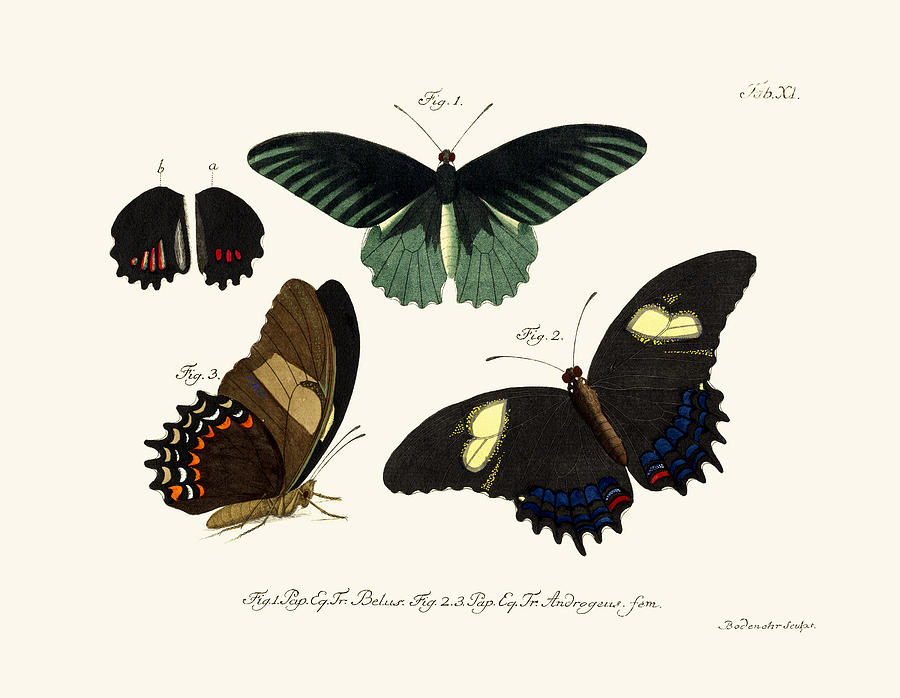 Butterfly Drawing - Butterflies #10 by Splendid Art Prints