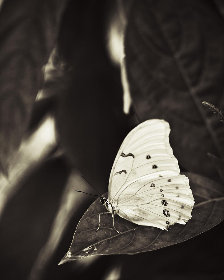 Butterfly #10 Photograph by Bradley R Youngberg