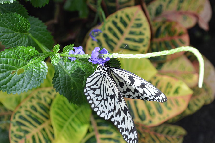 Butterfly #10 Photograph by Curtis Krusie