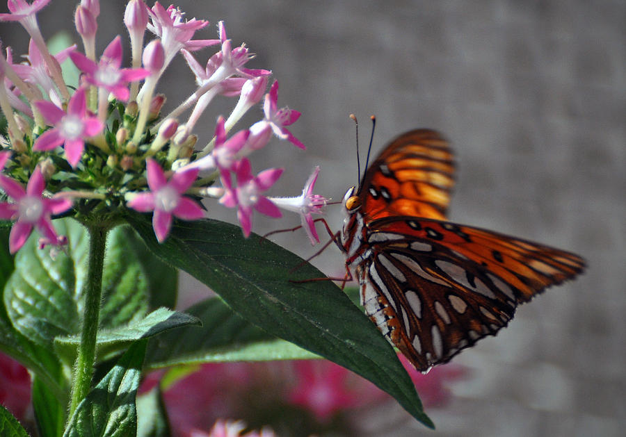 Butterfly #15 Photograph by Savannah Gibbs