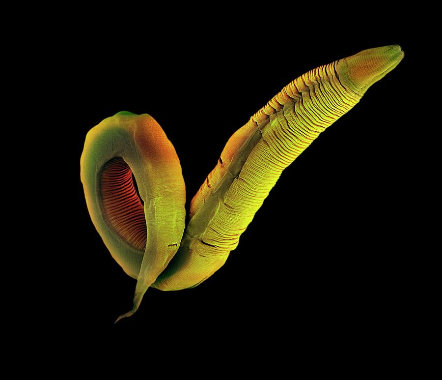 C. Elegans Worm #10 Photograph by Steve Gschmeissner