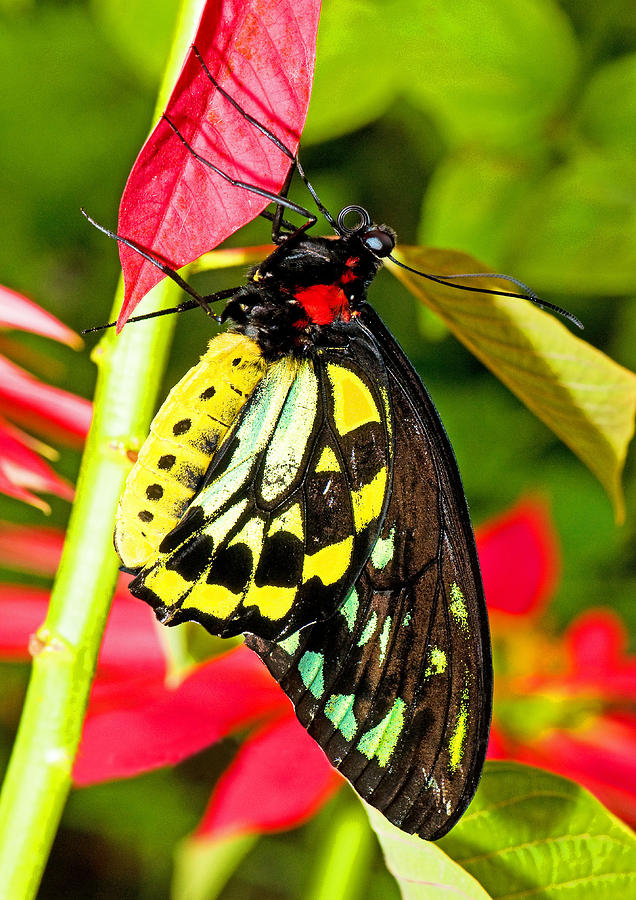 Butterfly Photograph - Cairns Birdwing Butterfly #12 by Millard H Sharp