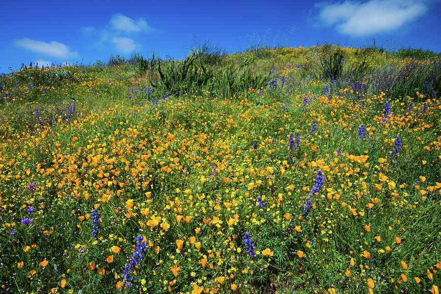 California Poppies Eschscholzia #10 Photograph by Panoramic Images