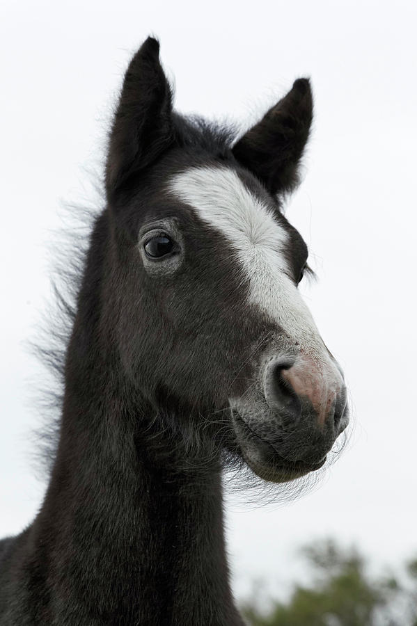 Adam Jones Photograph - Camargue Horse Foal, Southern France #10 by Adam Jones
