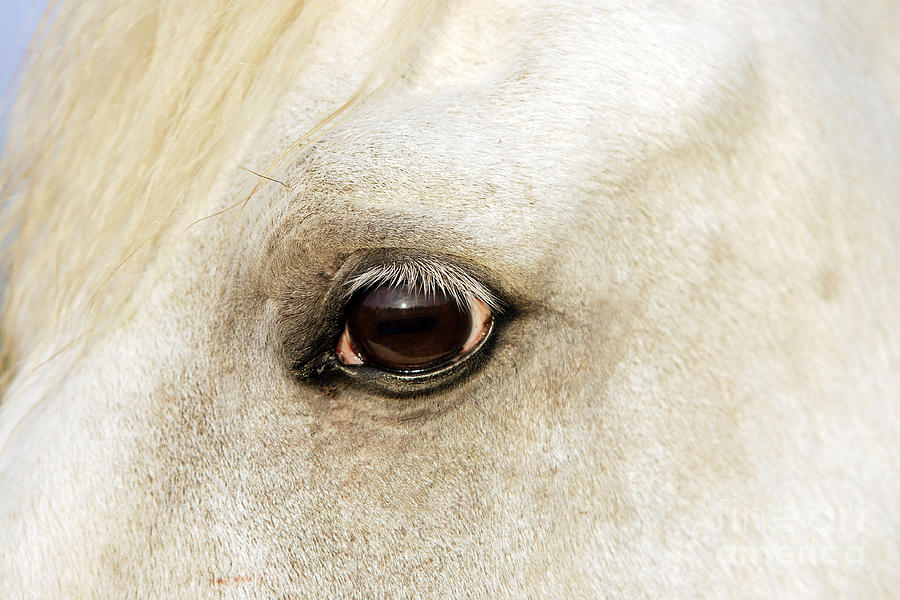 Camargue Horse #1 Photograph by M Watson