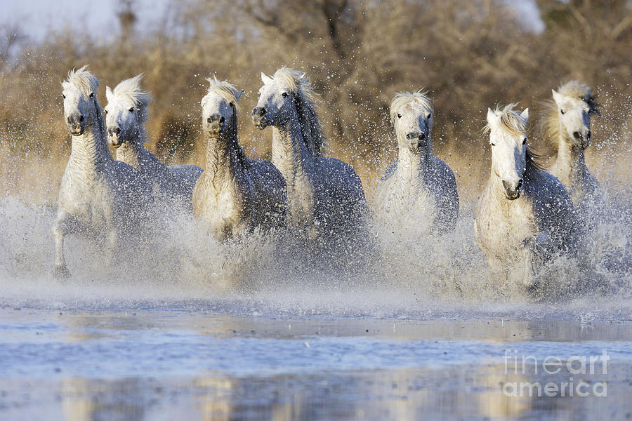 Camargue Horses #11 Photograph by M Watson