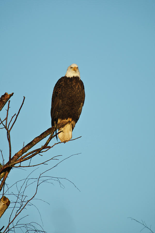 Eagle Photograph - Canada, British Columbia, Vancouver #10 by Rick A Brown