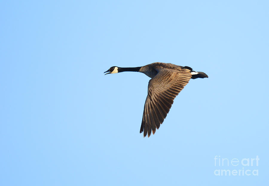 Canadian Goose #5 Photograph by Dennis Hammer