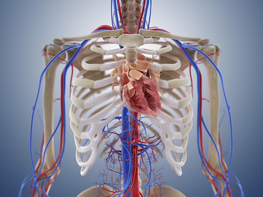 Cardiovascular system, artwork Photograph by Science Photo Library ...