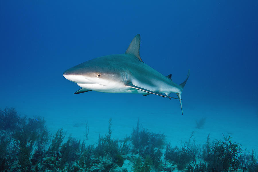 Caribbean Reef Shark #10 Photograph by Andrew J. Martinez