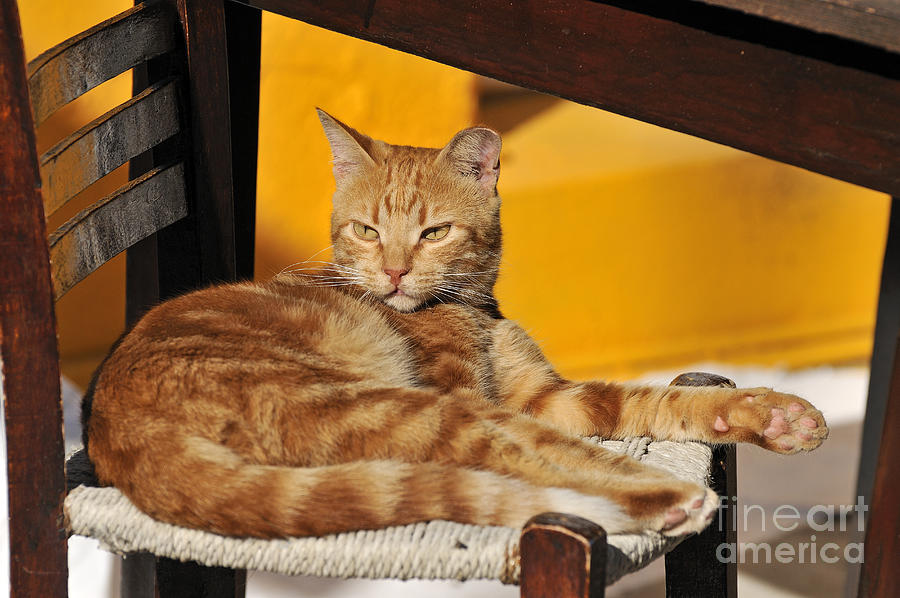 Stray Photograph - Cat in Hydra island #11 by George Atsametakis