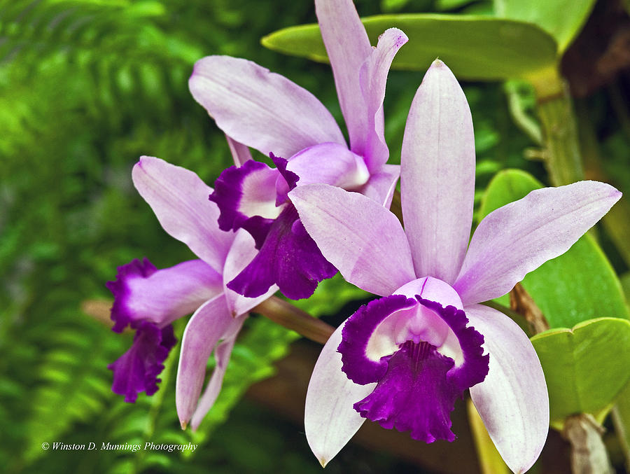 Cattleya Orchid #10 Photograph by Winston D Munnings