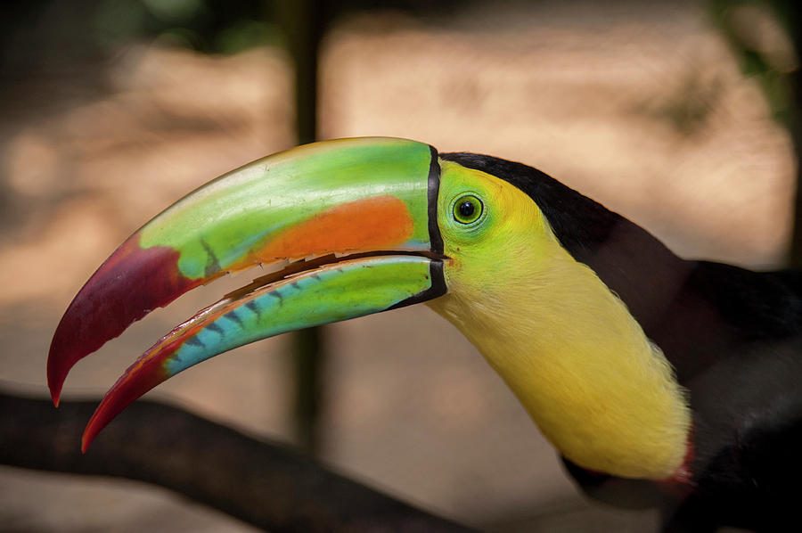 Toucan Photograph - Central America, Honduras, Roatan #10 by Jim Engelbrecht