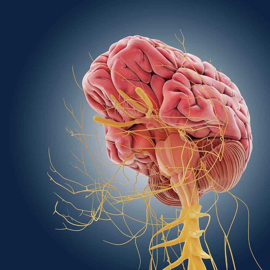 human central nervous system