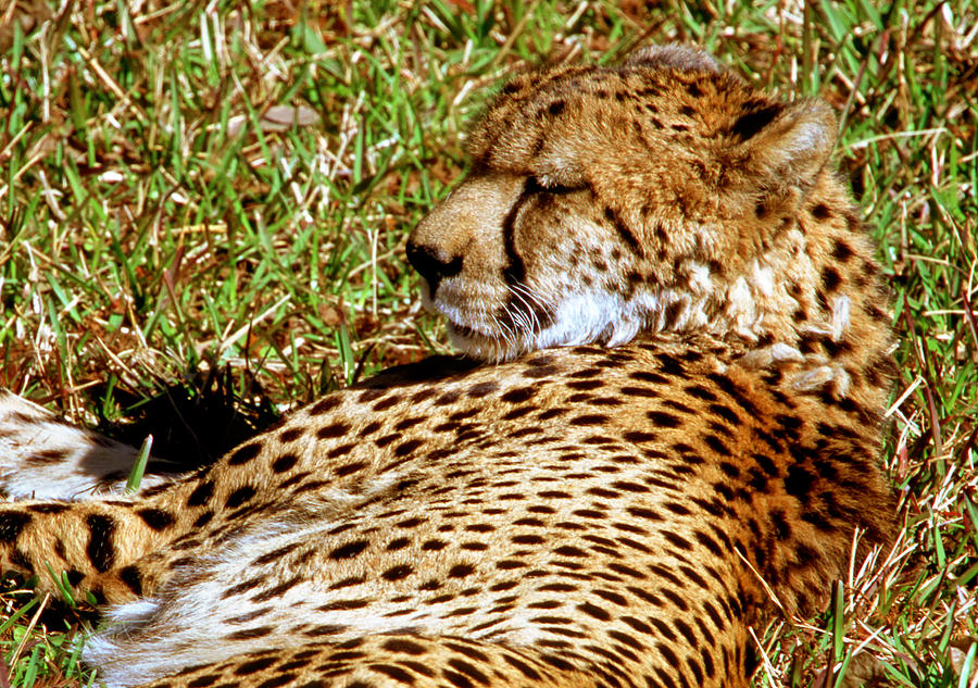 Animal Photograph - Cheetah Acinonyx Jubatus #10 by Millard H. Sharp