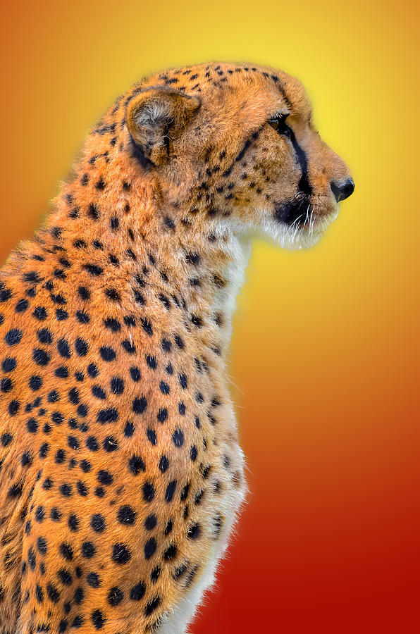 Cheetah #10 Photograph by Brian Stevens