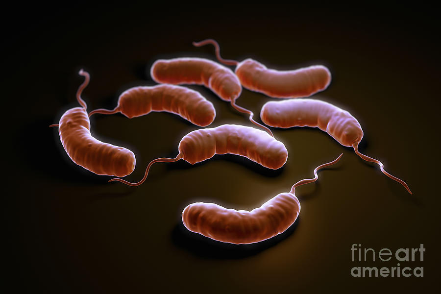 Cholera Bacteria #10 Photograph by Science Picture Co