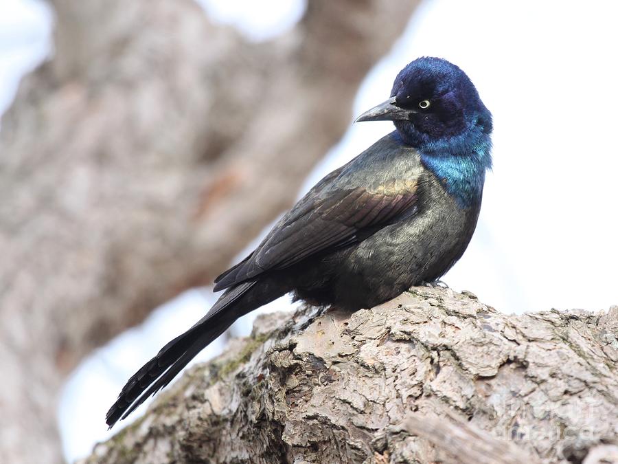 Common Grackle #10 Photograph by Jack R Brock