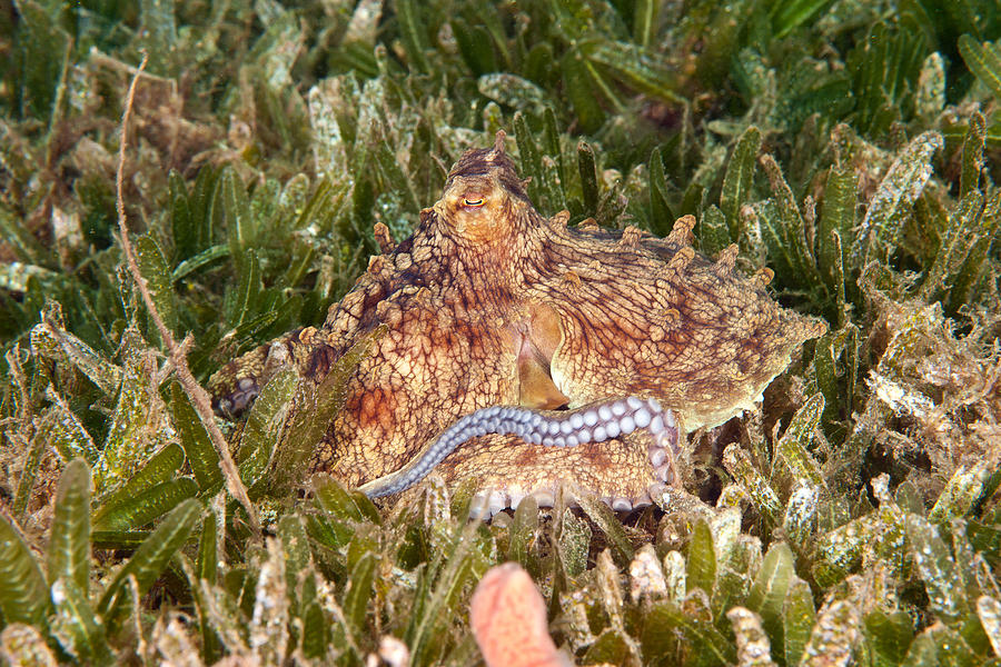 Common Octopus #10 Photograph by Andrew J. Martinez