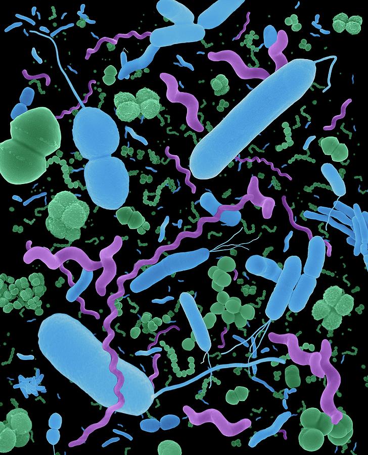 Common Types Of Bacteria #10 Photograph by Dennis Kunkel Microscopy ...