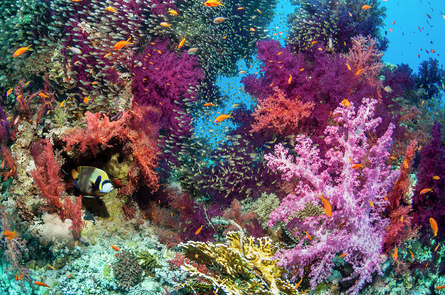Coral Reef Scenery Photograph by Georgette Douwma - Fine Art America