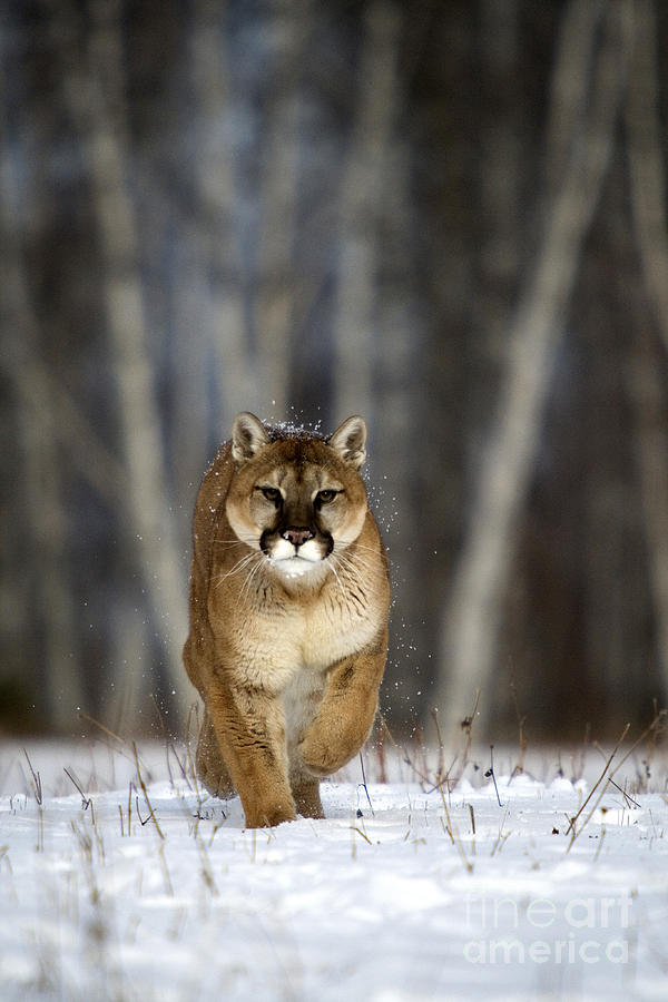 Cougar Photograph By Linda Freshwaters Arndt Fine Art America