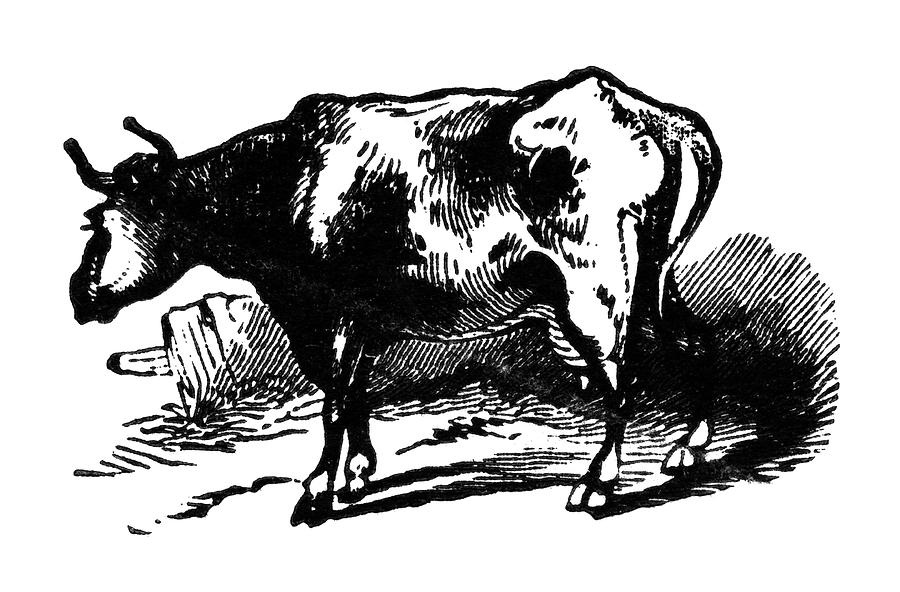 Cow, 19th Century Painting by Granger - Pixels