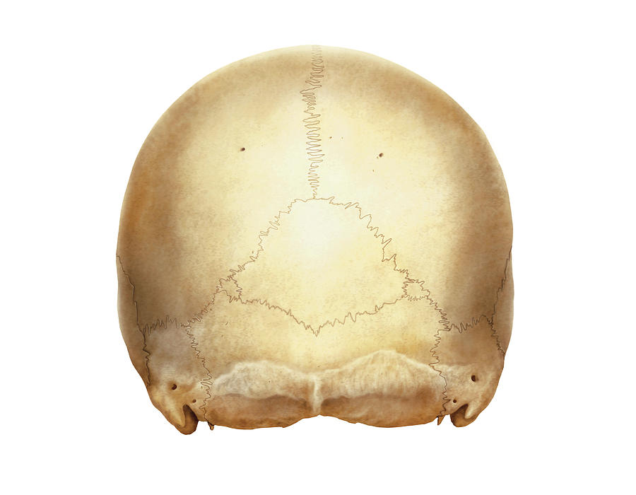 Cranium Photograph By Asklepios Medical Atlas Fine Art America 2639