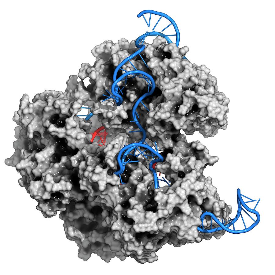 Crispr-cas9 Gene Editing Complex Photograph by Molekuul - Pixels