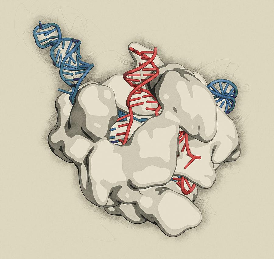 Crispr Photograph - Crispr-cas9 Gene Editing #10 by Molekuul/science Photo Library