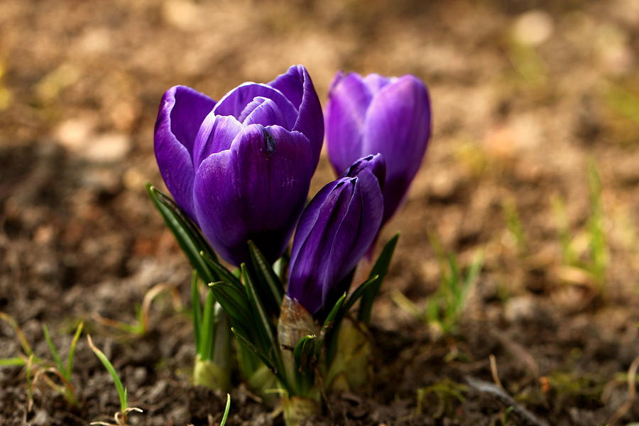 Spring Photograph - Crocus #10 by Heike Hultsch