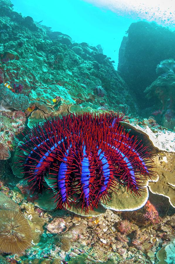 Nature Photograph - Crown-of-thorns Starfish #10 by Georgette Douwma