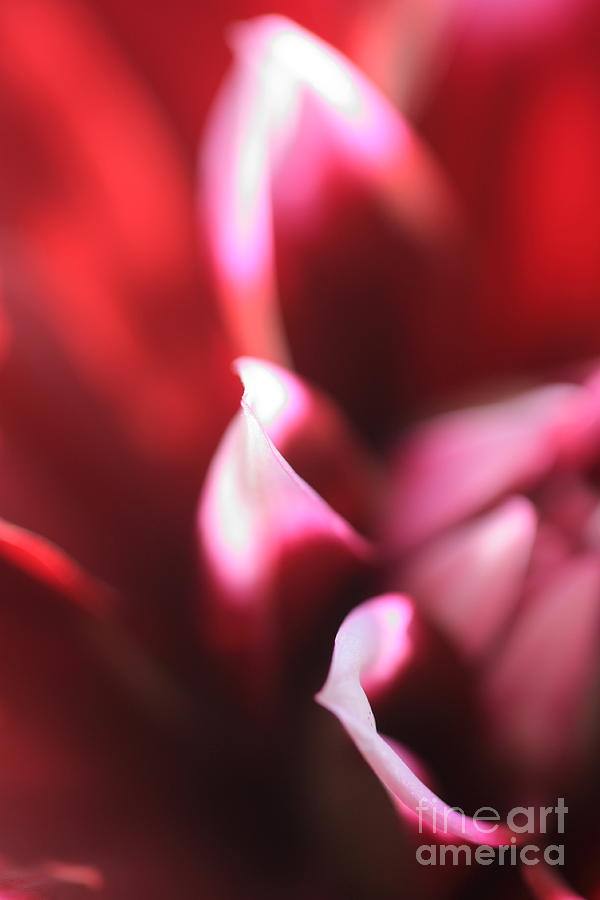 Flowers Still Life Photograph - Dahlia #10 by Rebeka Dove