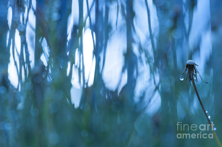 Dandelion close-up view backlit #10 Photograph by Jim Corwin