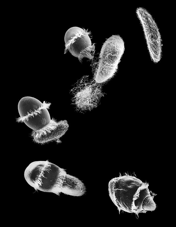 Didinium Ingesting Paramecium #10 Photograph by Greg Antipa
