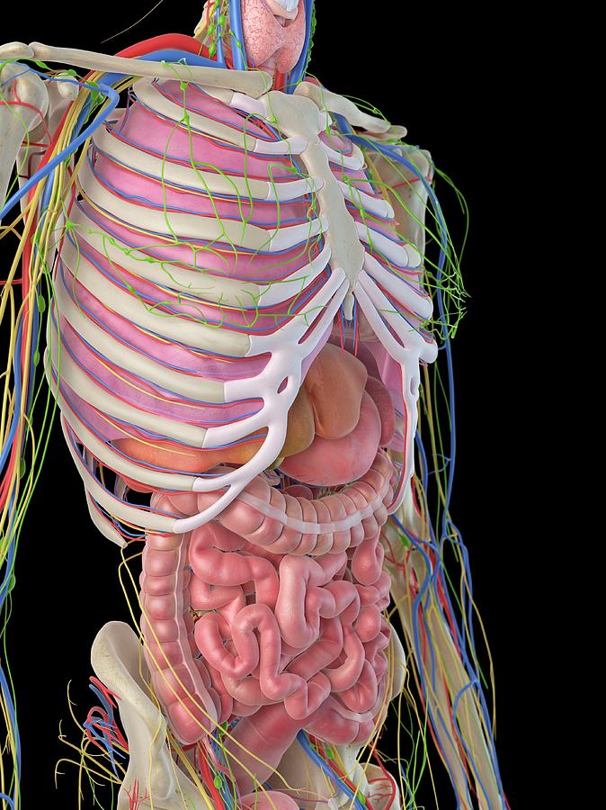 Digestive System Photograph by Sciepro | Pixels