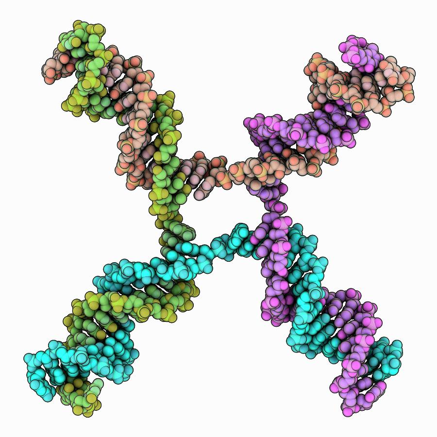 Dna Holliday Junction Photograph By Laguna Design/science Photo Library ...