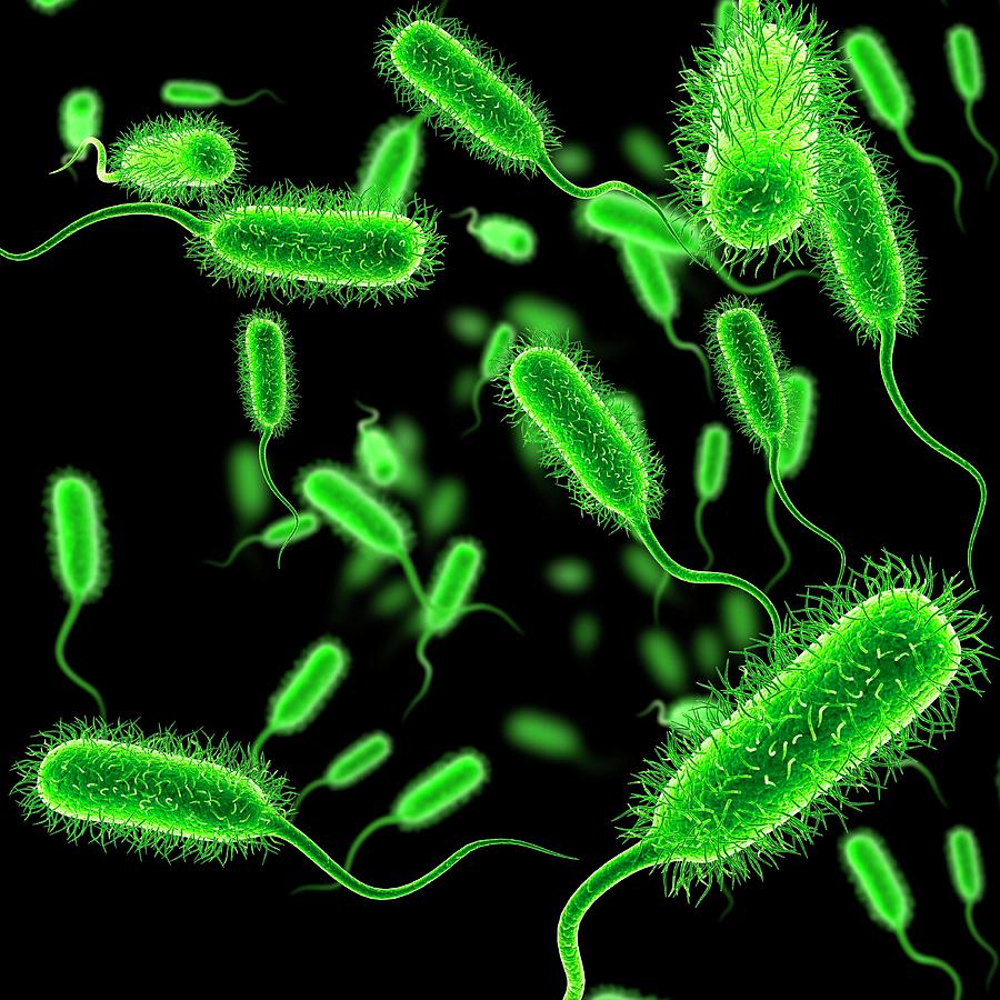 Escherichia coli рисунок микробиология