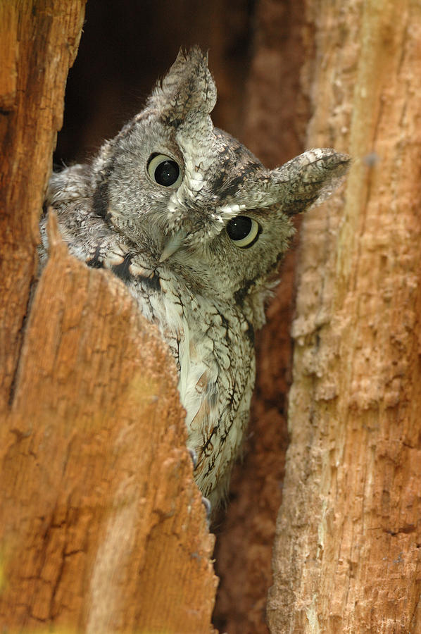 Owl Photograph - Eastern Screech Owl #10 by Scott Linstead