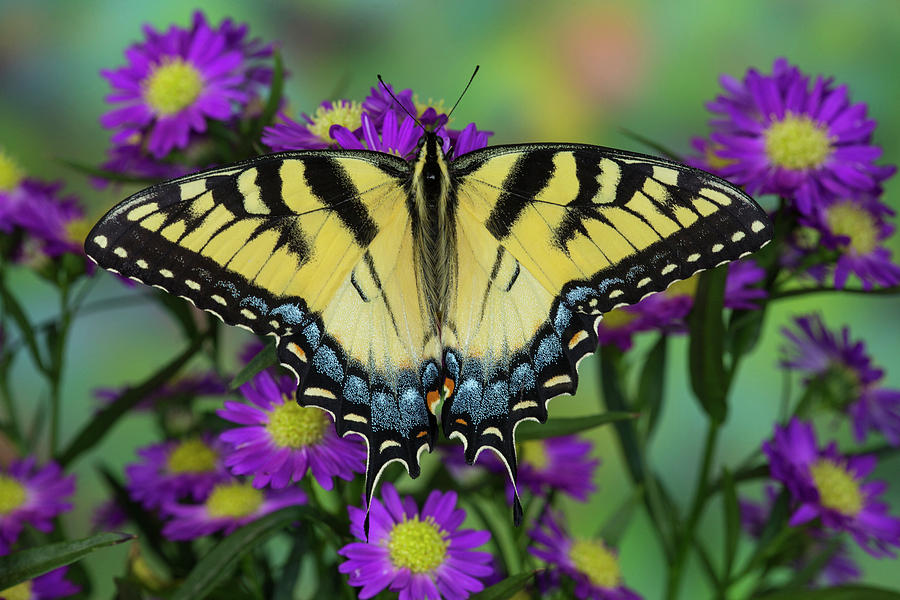 Eastern Tiger Swallowtail Butterfly Photograph by Darrell Gulin - Fine ...