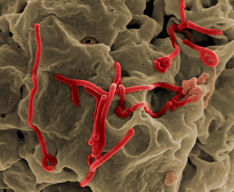 Ebola Virus, Sem #10 Photograph by Science Source