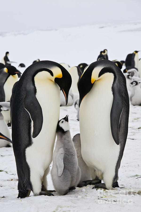 Emperor Penguins, Antarctica #10 Photograph by Greg Dimijian