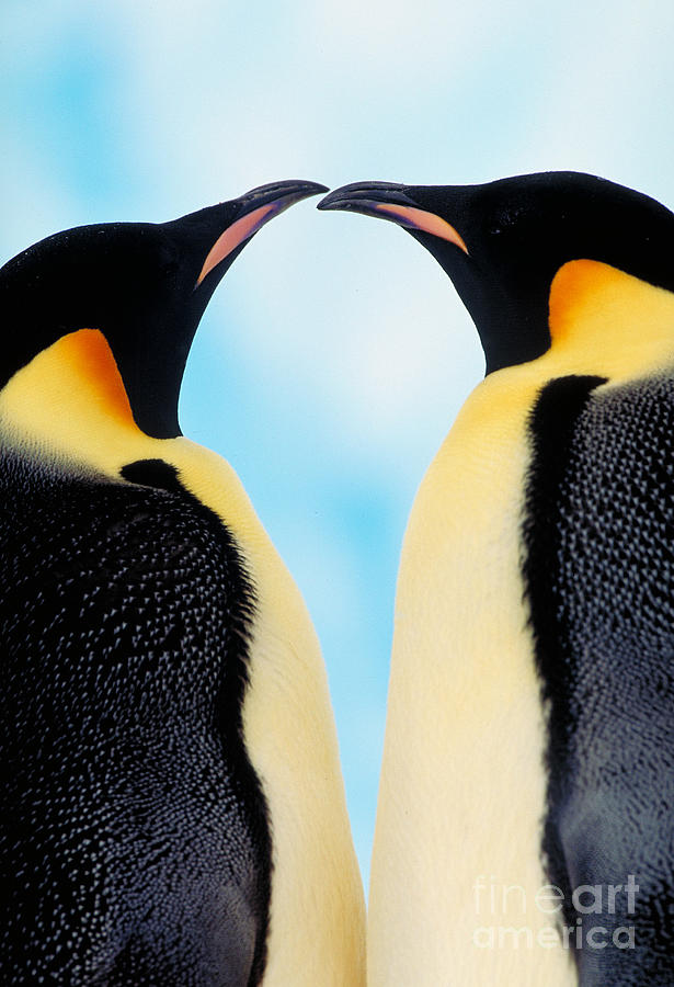 Emperor Penguins #10 Photograph by Art Wolfe