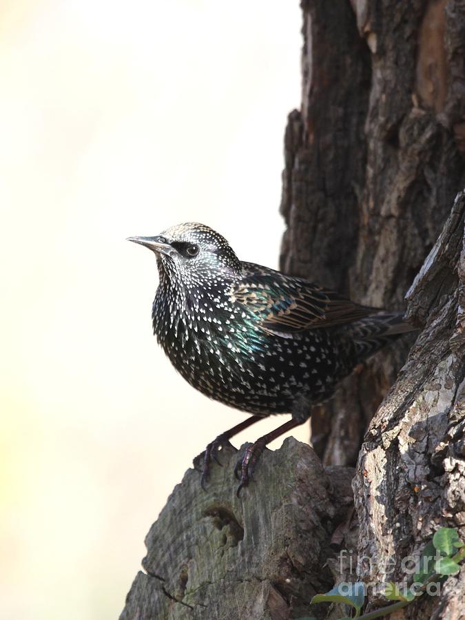 European Starling #10 Photograph by Jack R Brock
