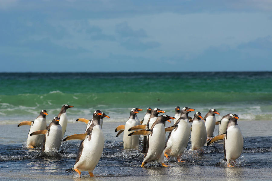Penguin Photograph - Falkland Islands #10 by Inger Hogstrom